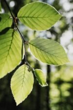 Cámara réflex - CANON EOS 6D MARK II, 27,1 megapixel, CMOS, Negro - Imagen 4